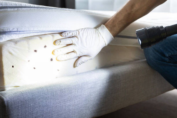 Best Emergency Pest Control  in Platteville, CO