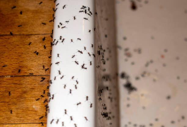 Pest Prevention Services in Platteville, CO